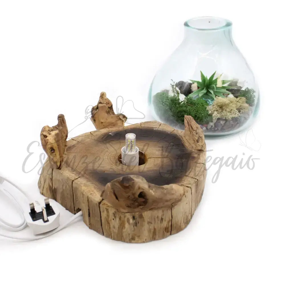 Acquario grande in vetro soffiato su legno - 32 cm - Molten Glass on Wood