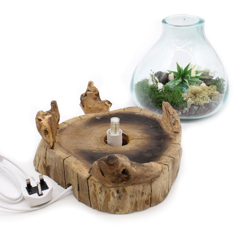 Acquario grande in vetro soffiato su legno - 32 cm - Essenze del Bottegaio