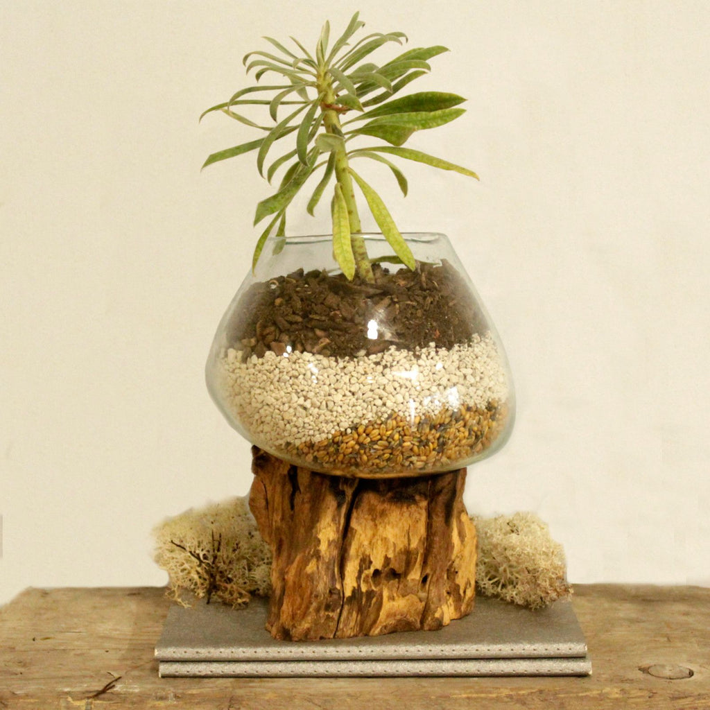 Vetro soffiato su legno - Ciotola grande - Essenze del Bottegaio