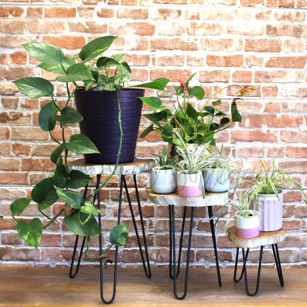 Set di 3 Sgabelli per Piante - Sbiancato - Wooden Plant Stands