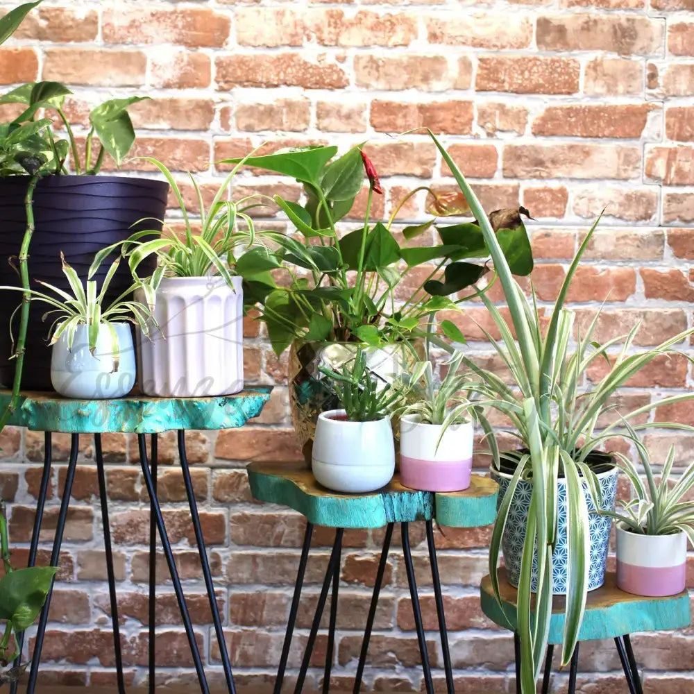 Set di 3 Sgabelli per Piante - Verde - Wooden Plant Stands