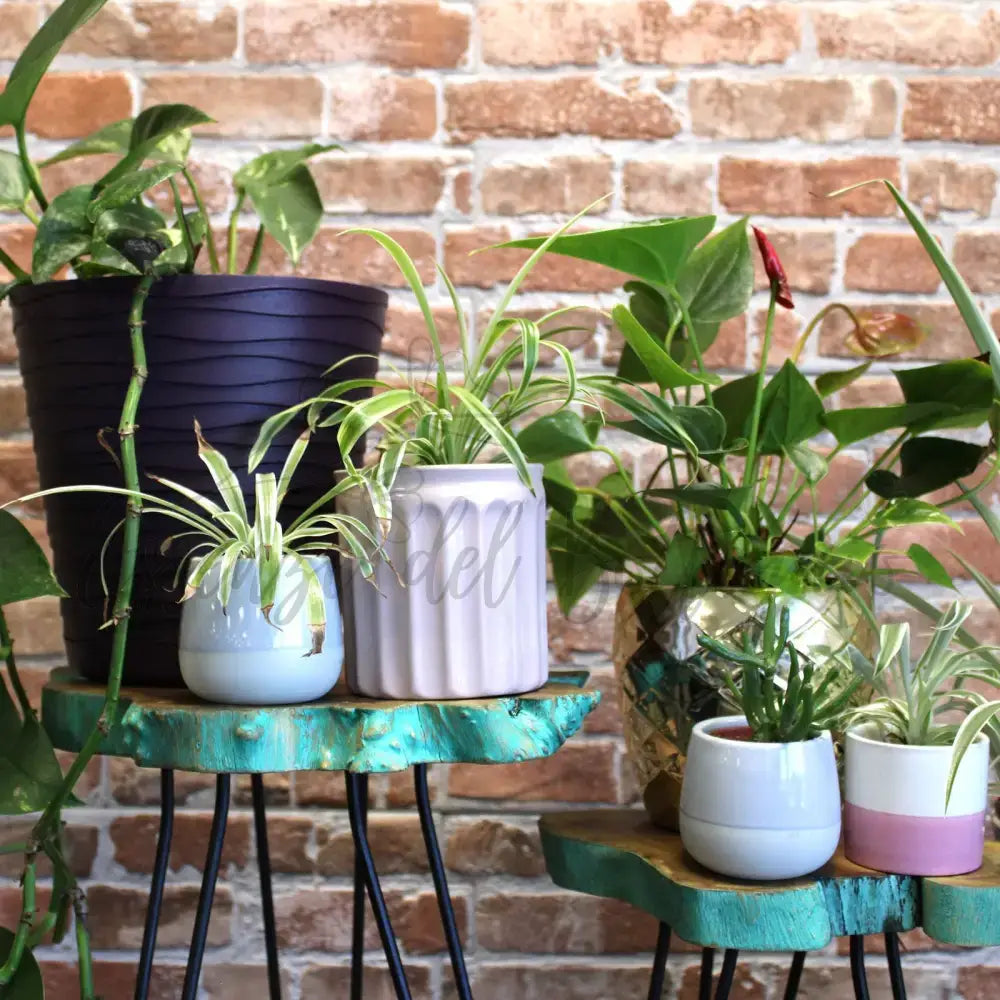 Set di 3 Sgabelli per Piante - Verde - Wooden Plant Stands