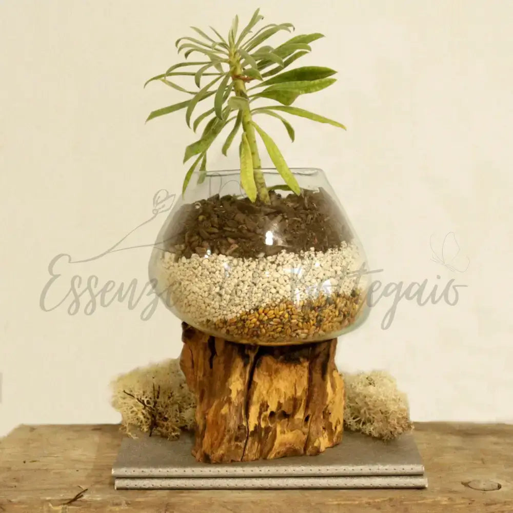 Vetro soffiato su legno - Ciotola grande - Molten Glass on Wood