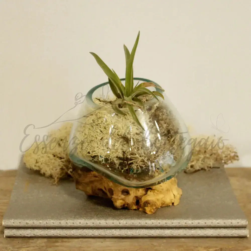 Vetro soffiato su legno - Ciotola piccola - Molten Glass on Wood